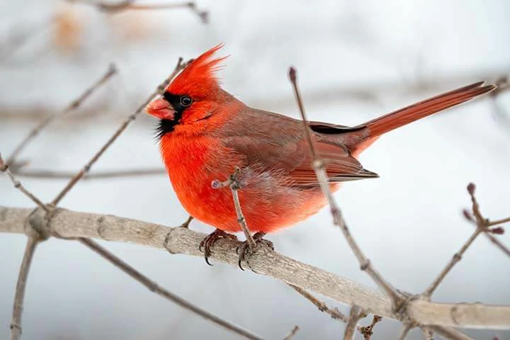 Cardinal woodpecker